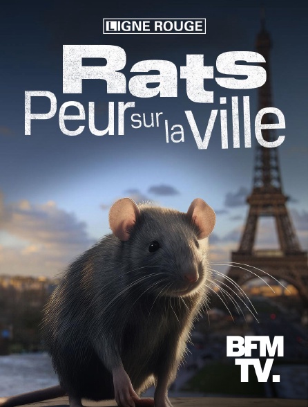 BFMTV - Rats, peur sur la ville