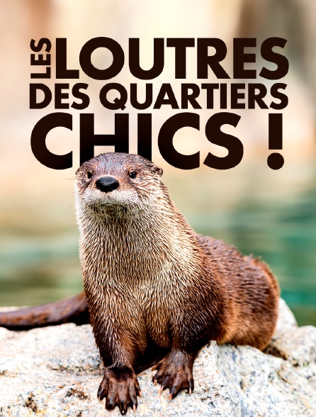 Les loutres des quartiers chics !