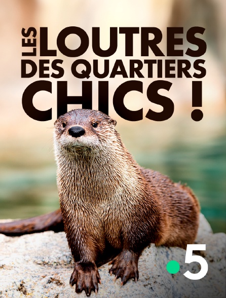 France 5 - Les loutres des quartiers chics !