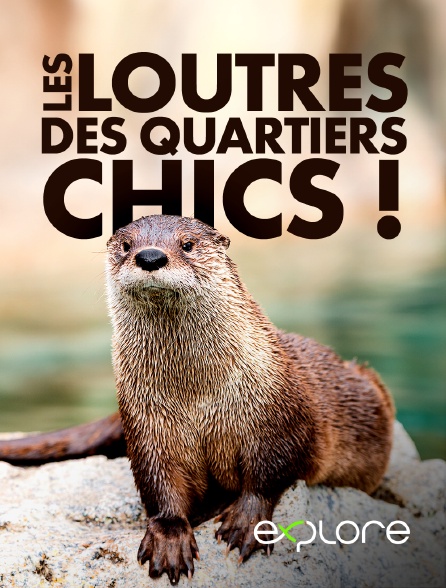 EXPLORE - Les loutres des quartiers chics !