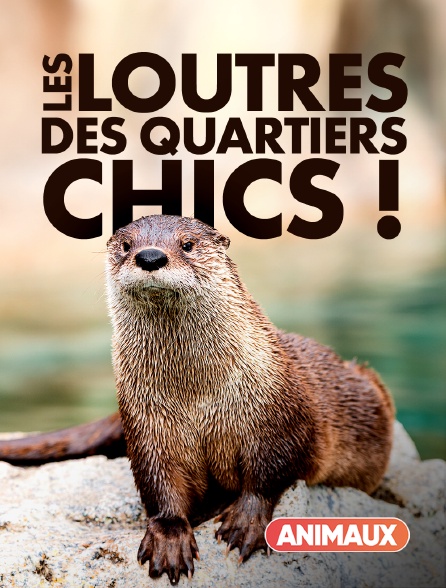 Animaux - Les loutres des quartiers chics !