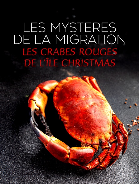 Les mystères de la migration : Les crabes rouges de l'île Christmas