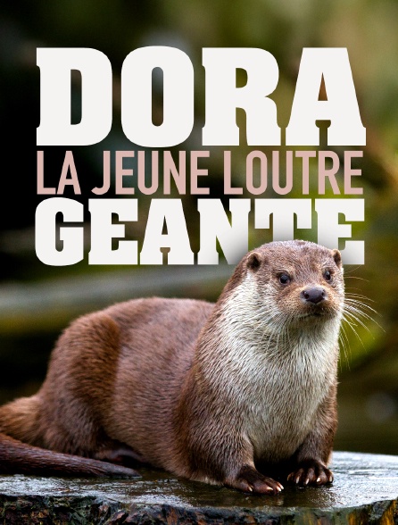 Dora, la jeune loutre géante