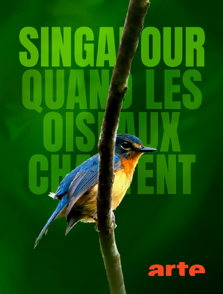 Arte - Singapour, quand les oiseaux chantent