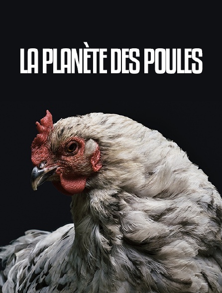 La planète des poules