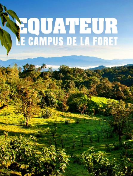 Equateur, le campus de la forêt