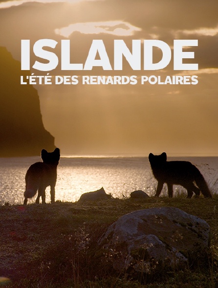 Islande : l'été des renards polaires