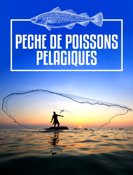 Pêche de poissons pélagiques