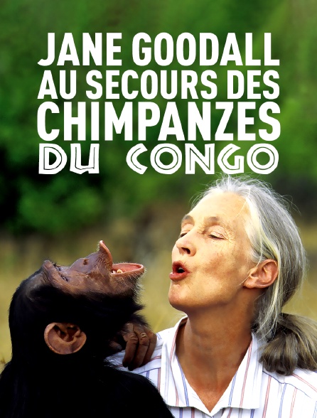 Jane Goodall au secours des chimpanzés du Congo