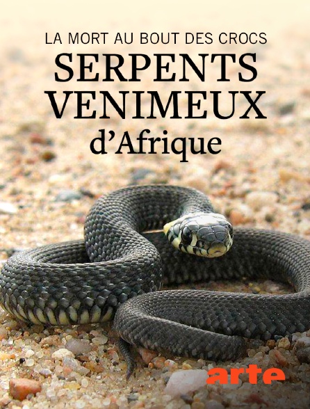 Arte - La mort au bout des crocs : Serpents venimeux d'Afrique