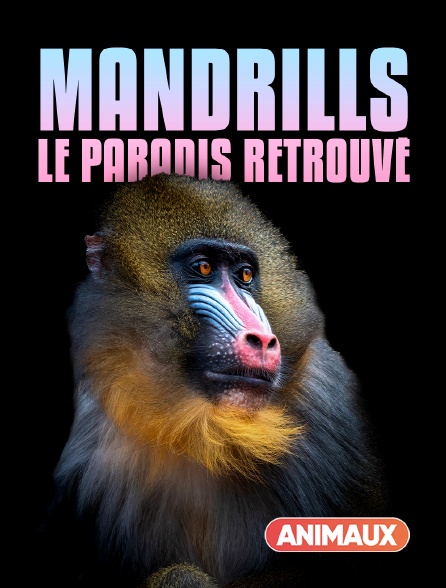 Animaux - Mandrills : le paradis retrouvé