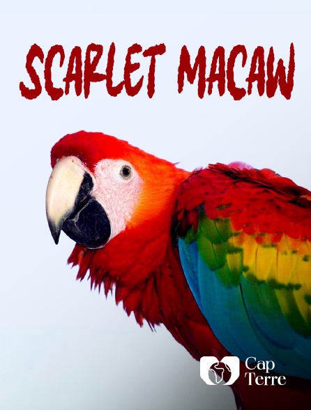 Cap Terre - Scarlet Macaw