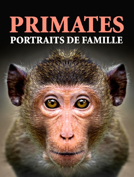 Primates, portraits de famille