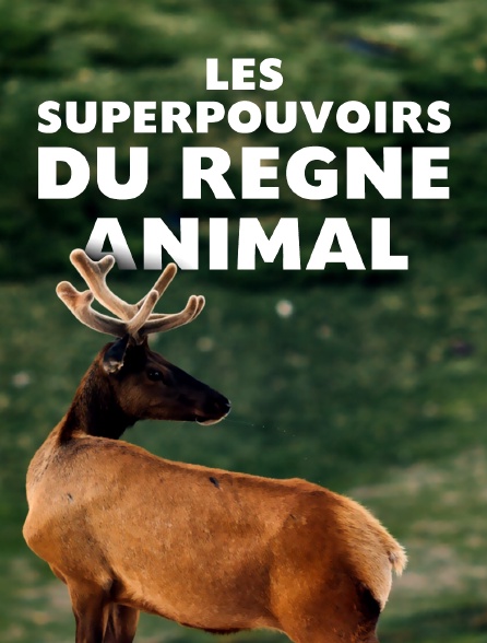 Les superpouvoirs du règne Animal