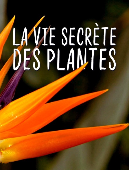 La vie secrète des plantes