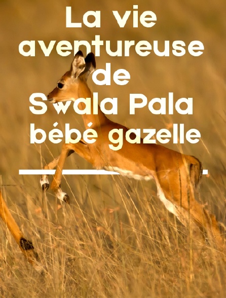 La vie aventureuse de Swala Pala, bébé gazelle