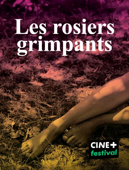 CINE+ Festival - Les rosiers grimpants