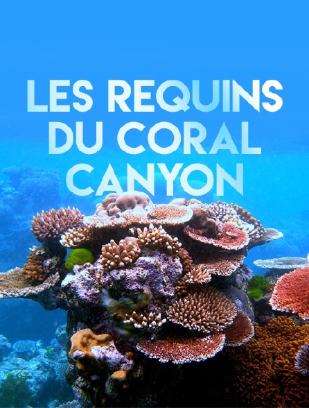 Les requins du Coral Canyon
