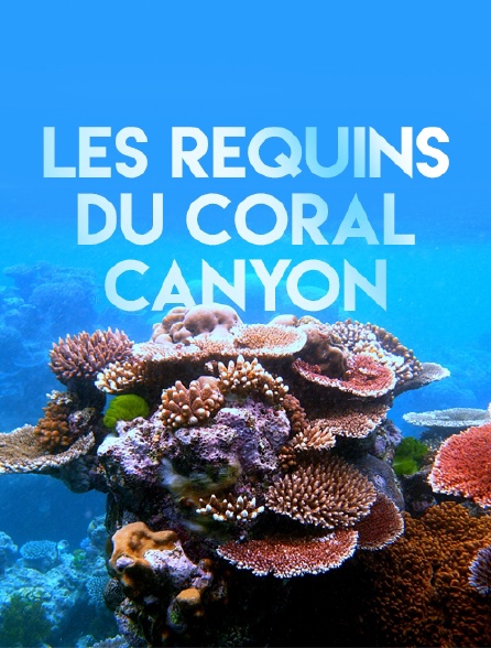 Les requins du Coral Canyon