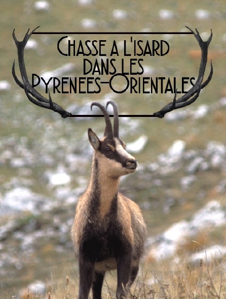 Chasse à l'isard dans les Pyrénées-Orientales