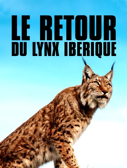Le retour du lynx Ibérique