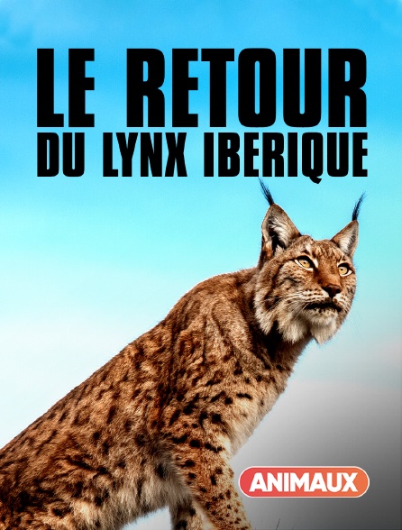 Animaux - Le retour du lynx Ibérique
