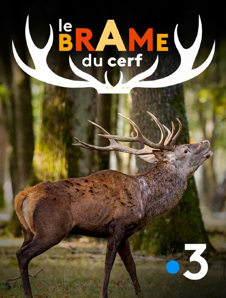 France 3 - Le brame du cerf