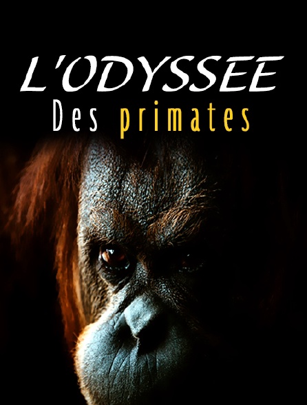 L'odyssée des primates