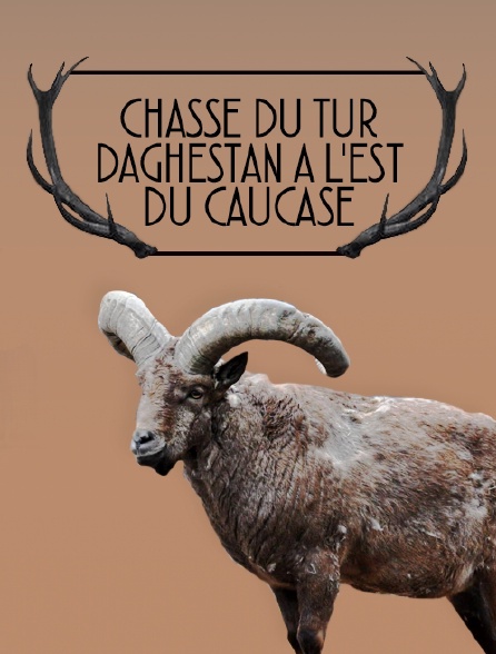 Chasse du tur Daghestan à l'Est du Caucase