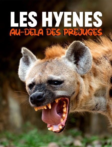 Les hyènes : Au-delà des préjugés