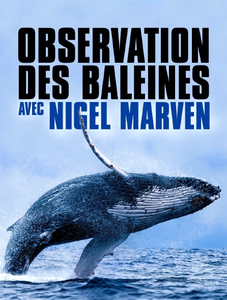 Observation des baleines avec Nigel Marven