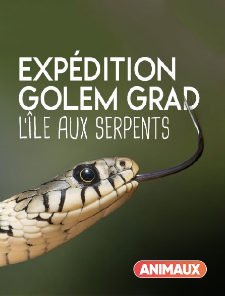 Animaux - Expédition Golem Grad, l'île aux serpents
