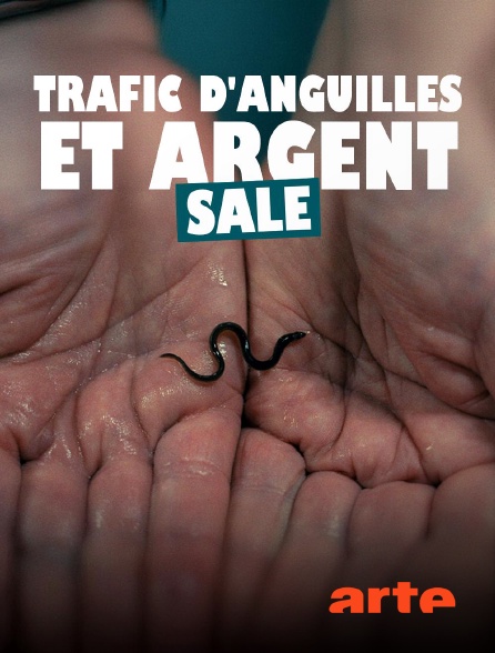 Arte - Trafic d'anguilles et argent sale
