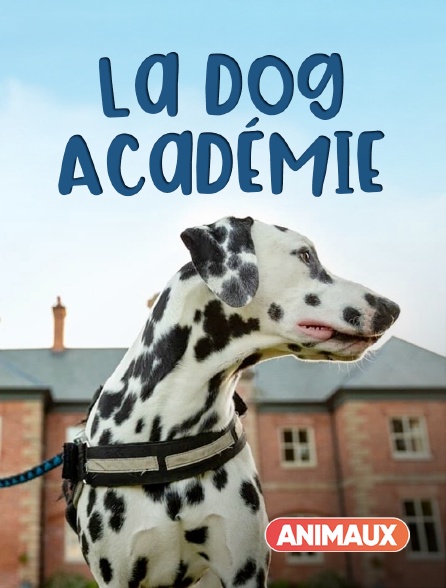 Animaux - La dog Académie