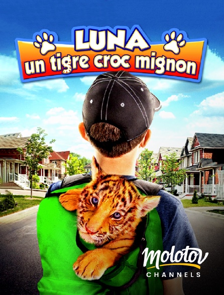 Mango - Luna, un tigre croc mignon