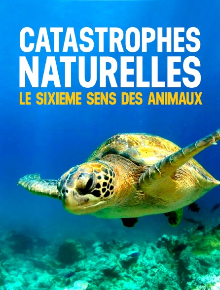 Catastrophes naturelles : le sixième sens des animaux