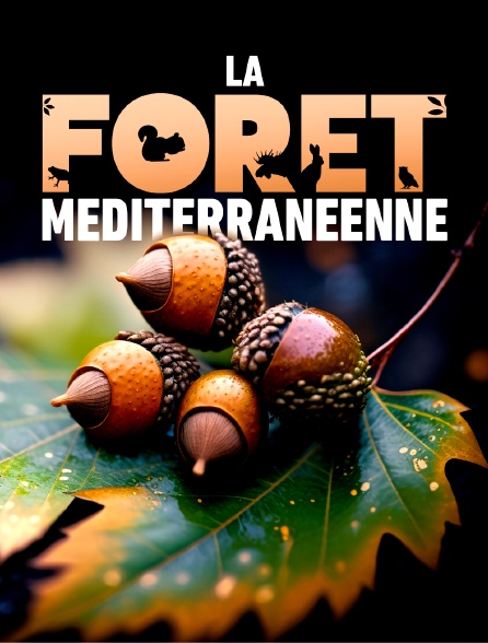 La forêt méditerranéenne