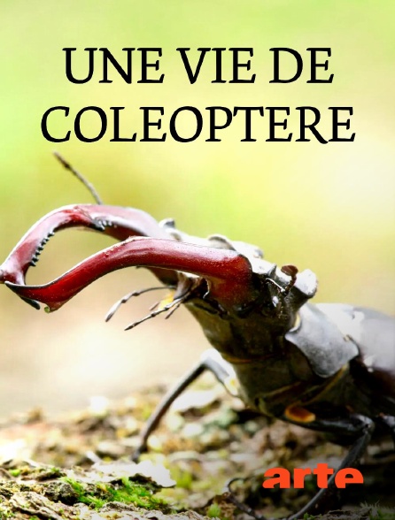 Arte - Une vie de coléoptère : le lucane cerf-volant