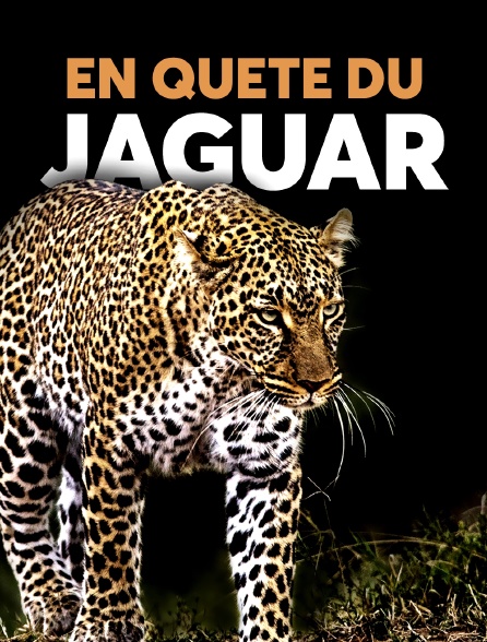 En quête du jaguar