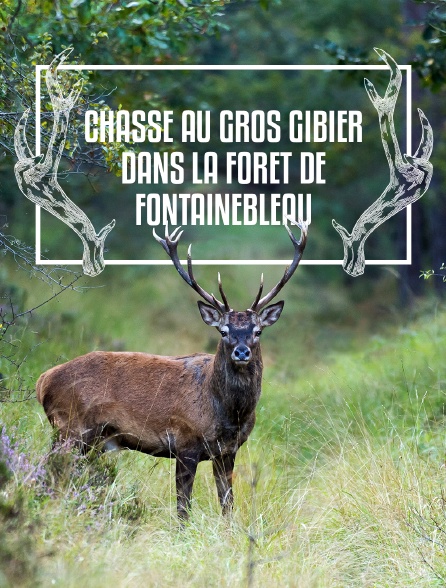 Chasse au gros gibier dans la forêt de Fontainebleau