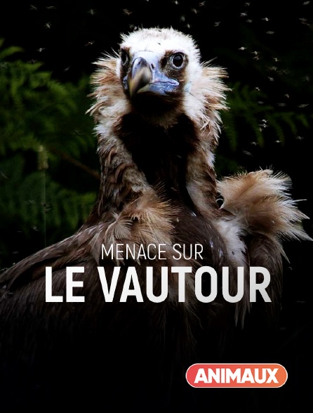 Animaux - Menace sur le vautour en replay