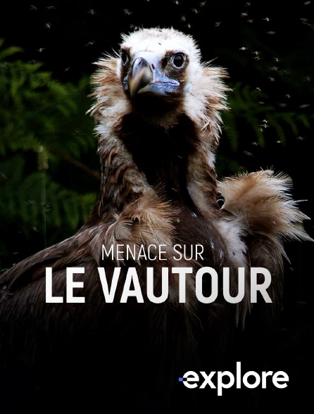 EXPLORE - Menace sur le vautour en replay