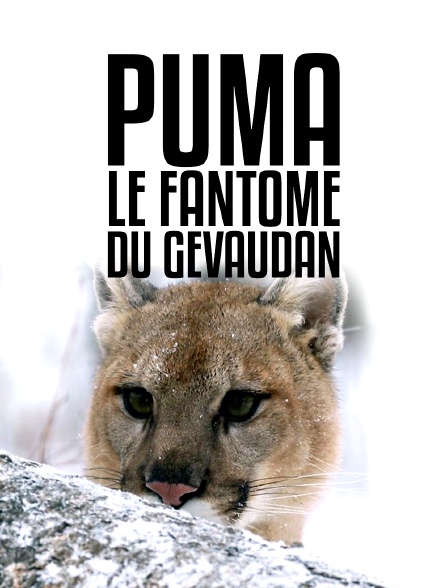 Puma, le fantôme du Gévaudan