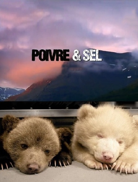 Poivre et Sel, deux oursons en Arctique