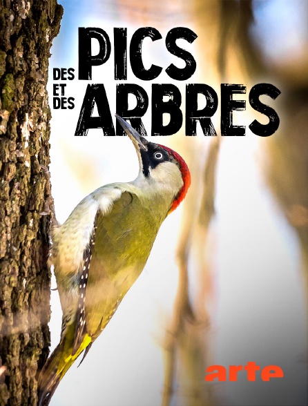 Arte - Des pics et des arbres