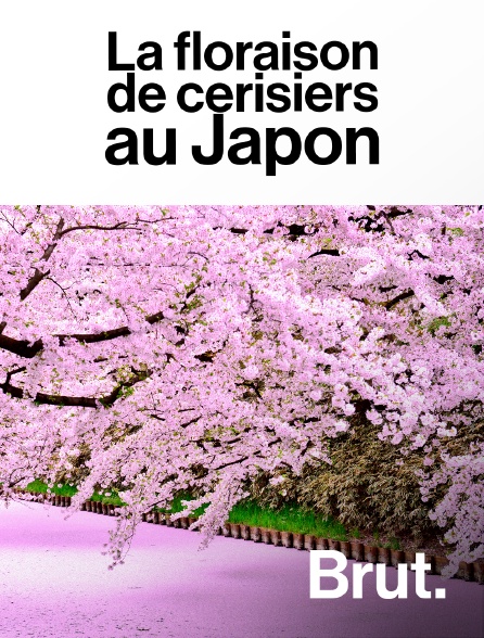 Brut - La floraison de cerisiers au Japon