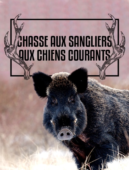 Chasse aux sangliers aux chiens courants