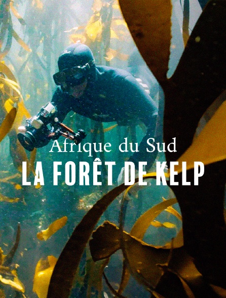 Afrique du Sud : La forêt sous-marine de kelp