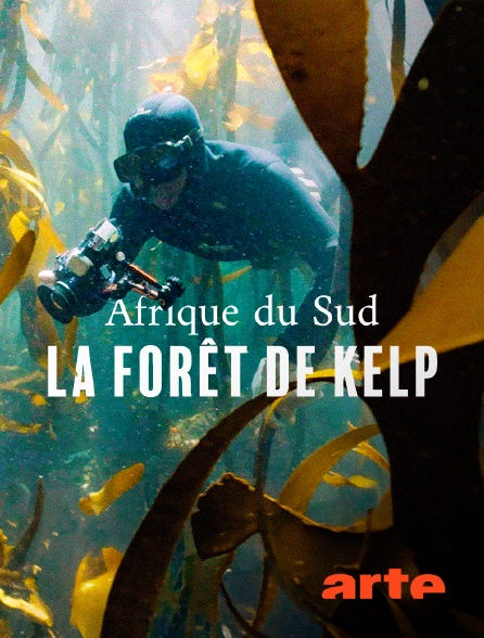 Arte - Afrique du Sud : La forêt sous-marine de kelp