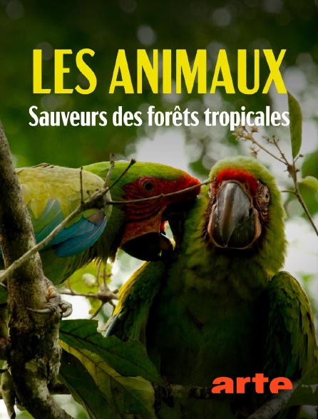 Arte - Les animaux, sauveurs des forêts tropicales